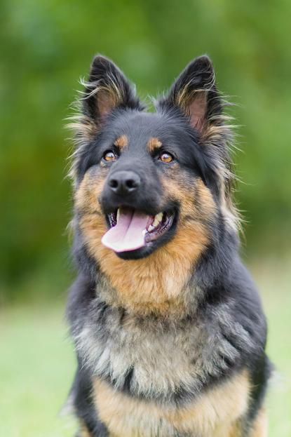 狗图片 - 德国牧羊犬户外特写，毛发浓密吐舌，神态放松