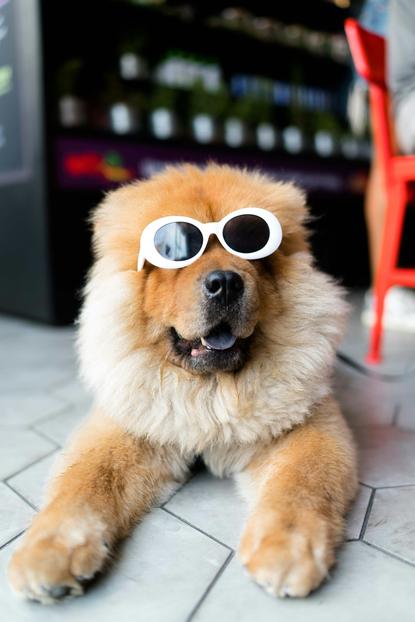狗图片 - 戴墨镜的松狮犬趴在地砖上，慵懒俏皮