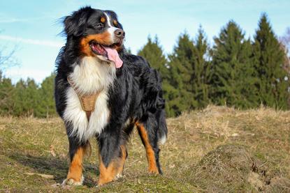狗图片 - 伯恩山犬站立在户外草地，蓝天松树背景