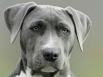 狗图片 - 蓝灰色比特犬面部特写，蓝绿色眼睛，神态平静