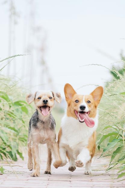 狗图片 - 两只小狗在砖路上奔跑，柯基与灰棕小型犬，欢快