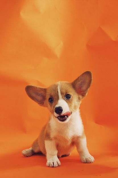 狗图片 - 柯基幼犬坐橙红背景前，立耳吐舌，可爱活泼
