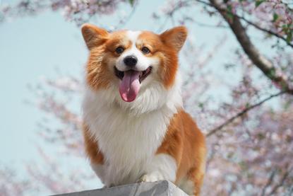 狗图片 - 柯基犬在樱花树下，前爪搭石台吐舌，春日清新