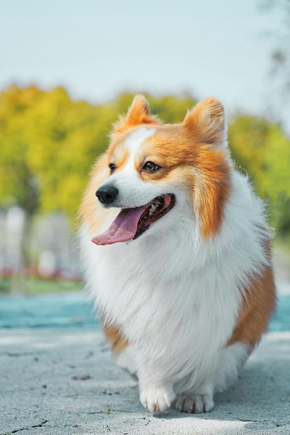狗图片 - 柯基犬蹲坐户外水泥地，吐舌放松，清新惬意