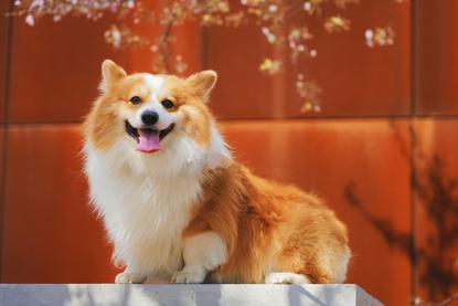 狗图片 - 柯基犬蹲石台前，红墙花枝，吐舌活泼愉悦
