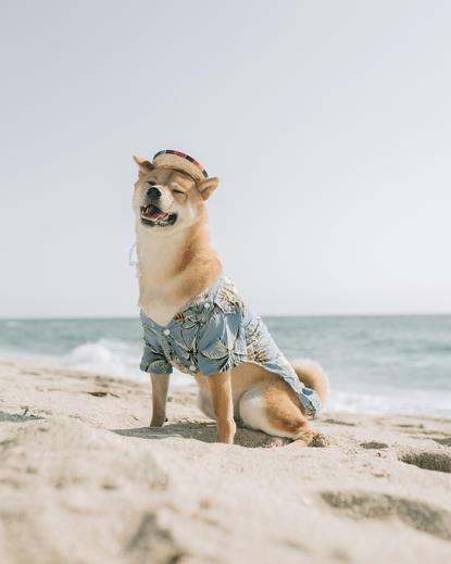狗图片 - 戴花帽穿蓝衫的柴犬坐沙滩，海滨休闲氛围