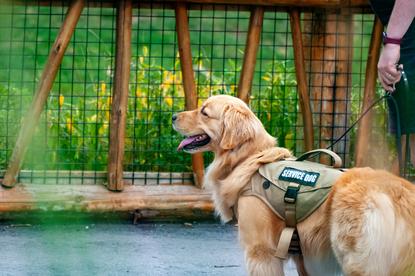 狗图片 - 金毛犬戴服务犬背带站户外围栏前，放松