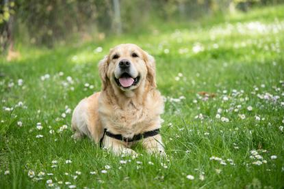 狗图片 - 金毛犬趴草地上，戴黑色胸背带，清新自然