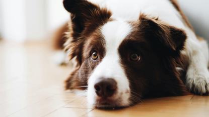 狗图片 - 边境牧羊犬趴室内木地板，头部特写，温顺慵懒