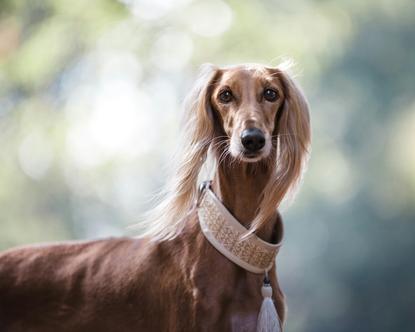 狗图片 - 阿富汗猎犬户外，长毛垂落，沉稳优雅