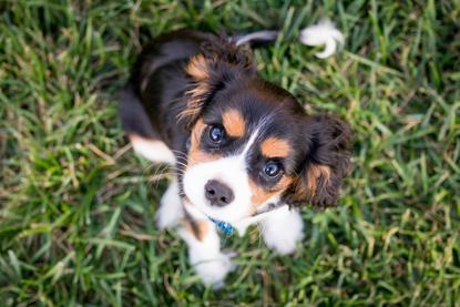 狗图片 - 查理王小猎犬幼犬蹲草地，蓝眼可爱灵动