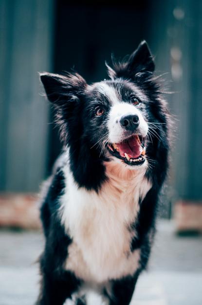 狗图片 - 边境牧羊犬深色背景前，吐舌活泼欢快