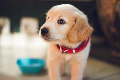 狗图片 - 金毛幼犬戴红黑项圈，旁有蓝色食盆，呆萌