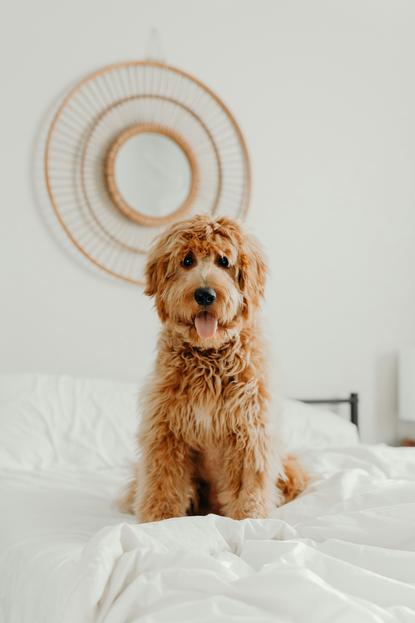 狗图片 - 浅棕色卷毛犬端正坐白色床上，室内温馨治愈
