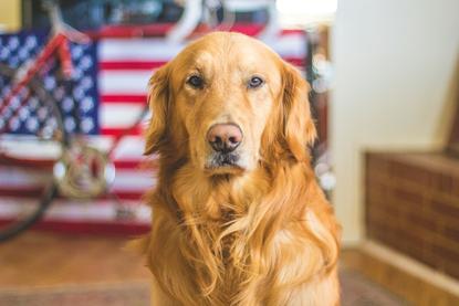 狗图片 - 金毛犬居家背景前，毛发蓬松金黄
