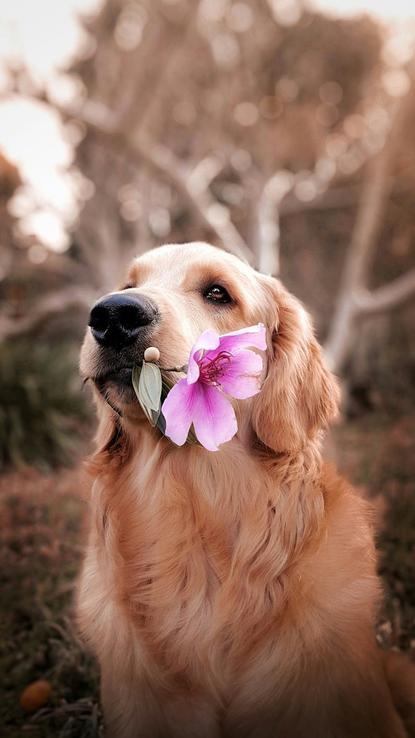 狗图片 - 金毛犬嘴里衔粉紫色花，户外温馨柔和