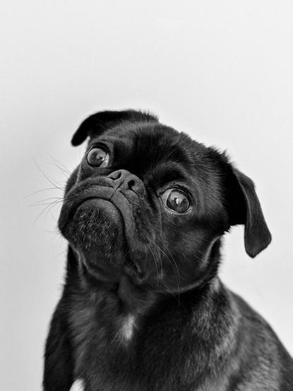 狗图片 - 黑白肖像巴哥犬抬头张望，白色背景，呆萌好奇