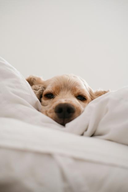 狗图片 - 可卡犬脸埋白色被褥间，慵懒休憩