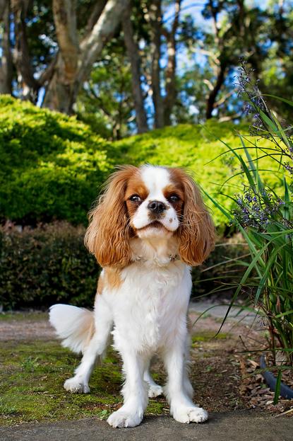 狗图片 - 查理王小猎犬站户外园林，清新自然