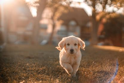狗图片 - 金毛幼犬草地上奔跑，庭院阳光温暖