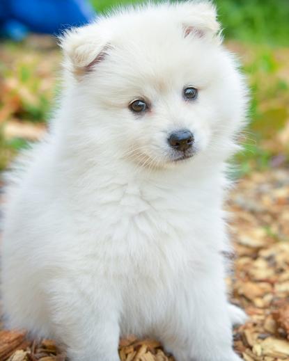 狗图片 - 雪白萨摩耶幼犬蹲木屑地面，呆萌可爱