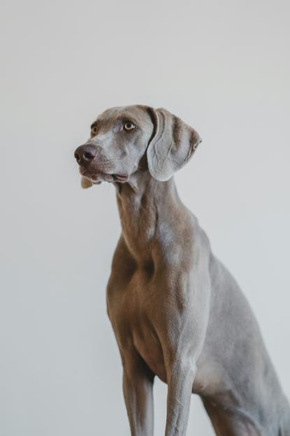 狗图片 - 威玛猎犬坐姿侧望，灰色短毛，浅灰背景，专注