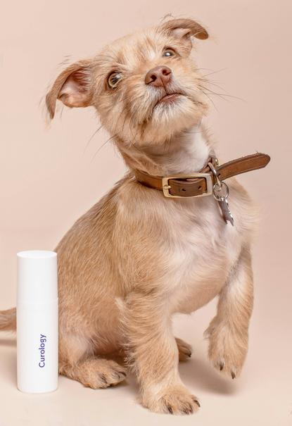 狗图片 - 浅棕黄色梗类犬戴皮项圈，旁有护肤瓶，灵动