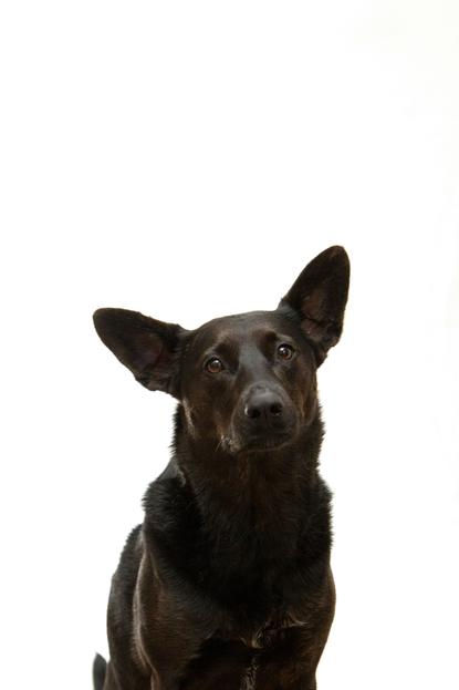 狗图片 - 黑色短毛犬白色背景前，竖耳抬头，简洁