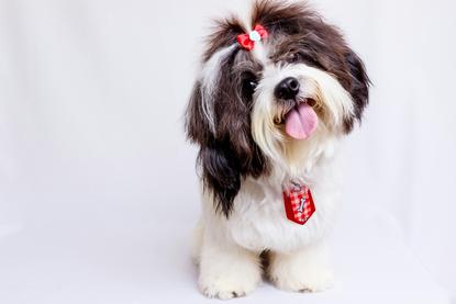 狗图片 - 白色小型犬头顶蝴蝶结戴红吊牌，活泼可爱