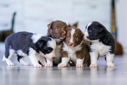 狗图片 - 三只边境牧羊犬幼犬挤在一起，温馨呆萌