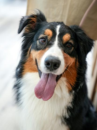 狗图片 - 三色边境牧羊犬特写吐舌，室内温馨治愈