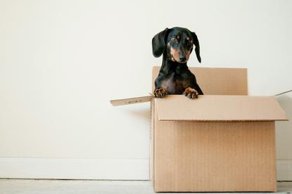 狗图片 - 腊肠犬前爪搭纸箱探出，安静看镜头