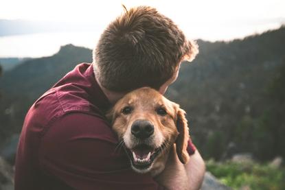 狗图片 - 男子怀抱金毛犬山林中，温馨治愈