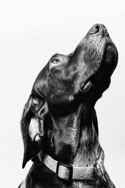 狗图片 - 黑白摄影黑色短毛犬抬头，项圈，专注期待