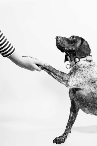 狗图片 - 黑白摄影斑点犬与人握手互动，友好