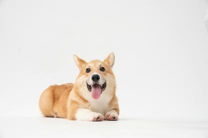 狗图片 - 柯基犬趴白色背景，前爪伸展吐舌，活泼可爱