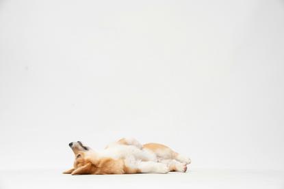 狗图片 - 柯基犬仰躺白色背景，四肢舒展，放松惬意
