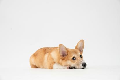 狗图片 - 柯基犬趴白色平面，头部低垂，温顺慵懒