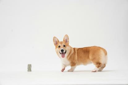 狗图片 - 柯基犬迈步吐舌，白背景旁有灰色石像