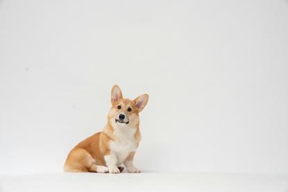 狗图片 - 柯基犬端正坐白色背景前，温顺乖巧