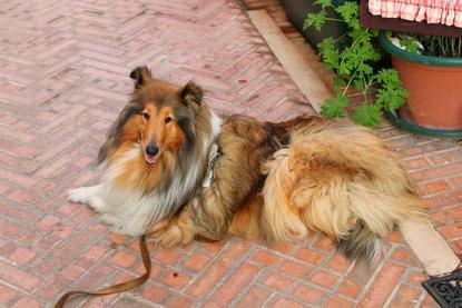 狗图片 - 喜乐蒂牧羊犬趴红砖地，庭院，放松惬意