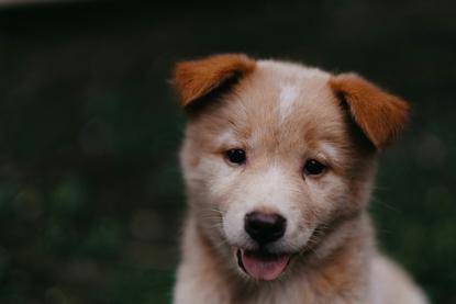 狗图片 - 浅米色幼犬特写吐舌，户外植被背景，温馨