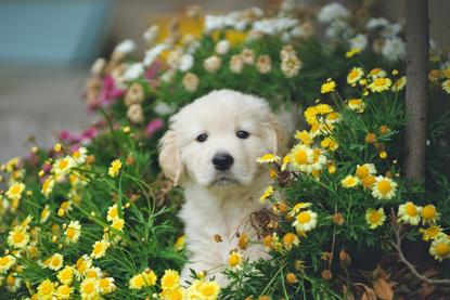 狗图片 - 白色金毛幼犬置身花丛，清新治愈