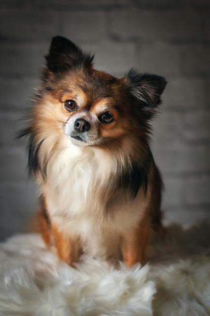 狗图片 - 长毛吉娃娃犬坐白色毛绒垫，温馨