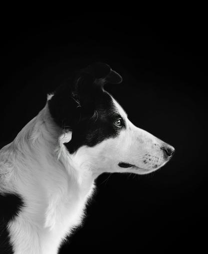 狗图片 - 黑白肖像边境牧羊犬侧面，黑背景