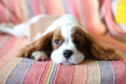 狗图片 - 查理王小猎犬幼犬趴条纹织物，慵懒温顺