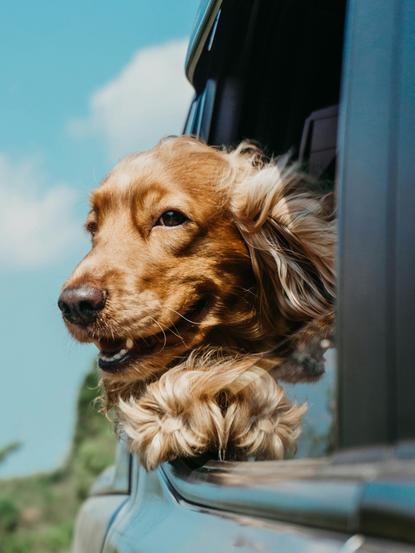 狗图片 - 金毛犬探头车窗吹风，蓝天白云，愉悦