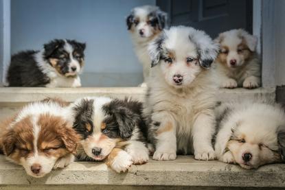 狗图片 - 多只澳大利亚牧羊犬幼犬聚台阶，温馨可爱
