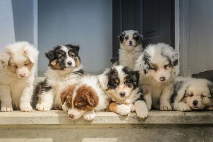 狗图片 - 六只澳大利亚牧羊犬幼犬挤台阶，软萌亲昵