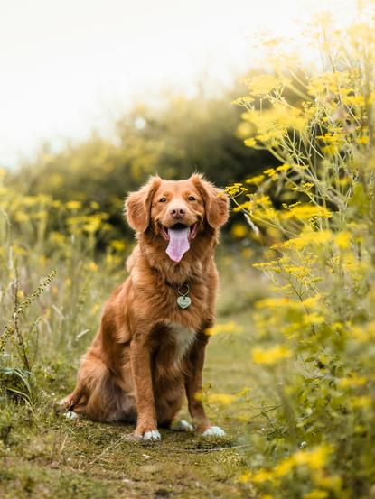 狗图片 - 新斯科舍猎鸭寻回犬坐草地花丛，闲适温馨
